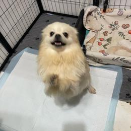 Sissi - Pomeranian
