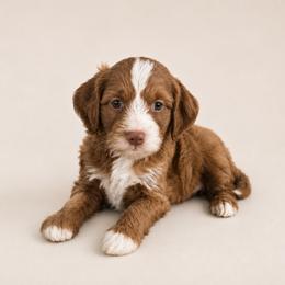 Lassie - Red male Cavapoo puppy in Floyd, Virginia from Hearts and Paws Poodles and Doodles