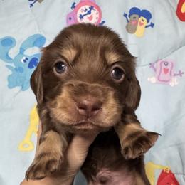 Sven - Chocolate and cream male Dachshund puppy in Chicago, Illinois from A&M Dachshund Den