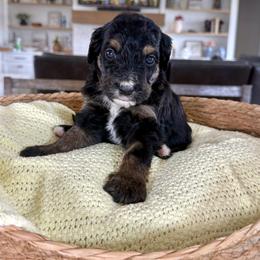 Magenta Collar - Tri-color female Bernedoodle puppy in Indiahoma, Oklahoma from Farm Fresh Doodles