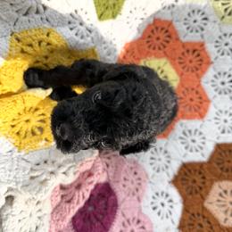 Boy 3 - male Goldendoodle puppy in Bentonville, Arkansas from Bentonville Doodles