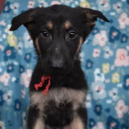 Red Boy - Black and tan male German Shepherd puppy in Grants Pass, Oregon from Granville German Shepherds