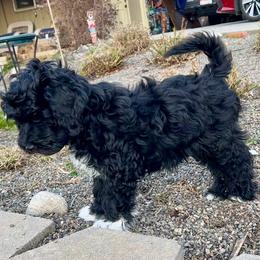 Schnoodle Puppies from Roux's Munchkins