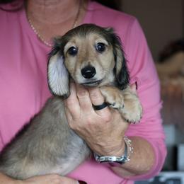 Charlotte - Cream female Dachshund puppy in Prunedale, California from Tiny Teckels Miniature Dachshunds