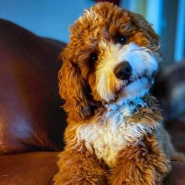 Rosie - Goldendoodle