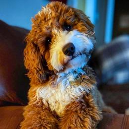 Rosie - Goldendoodle