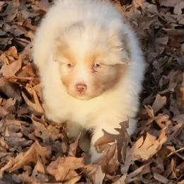 Cinch - Red merle male Australian Shepherd puppy in Clover, Virginia from Four Winds Australian Shepherds