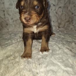 Red tri - Red tri-color female Australian Shepherd puppy in Sioux Falls, Sd Area, South Dakota from Diamond Aussies N the Rough