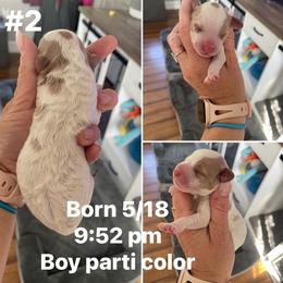 Boy 2 - Blenheim male Cavapoo puppy in Mc Connellsburg, Pennsylvania from Mumma’s Standard Poodles