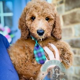 Cogswell - Red  male Goldendoodle puppy in Marion, Ohio from Doodles & Doxies