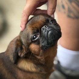 Oscar - Brussels Griffon