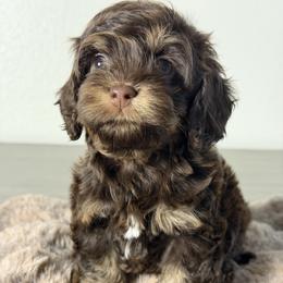 Rue - Brown and tan female Cockapoo puppy in Palmdale, California from Pucci Pawfect