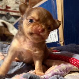 Hansel - Chocolate and tan male Chihuahua puppy in Amelia, Virginia from Pannell’s Precious Pups
