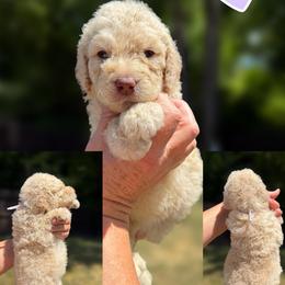 Lavender Collar - Cream female Goldendoodle puppy in Ringgold, Georgia from Sweet B’s Goldendoodles