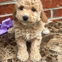 Coconut - Cream female Goldendoodle puppy in Gaithersburg, Maryland from Barkins and Company