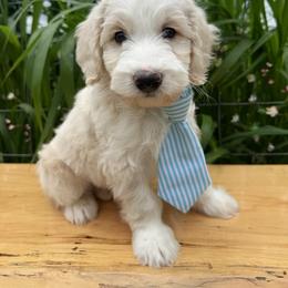Australian Labradoodle, Double Doodle, and Goldendoodle Puppies from Blessed Day Doodles