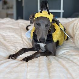 Tesla - Whippet