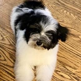 Havanese from Tamaran Havanese