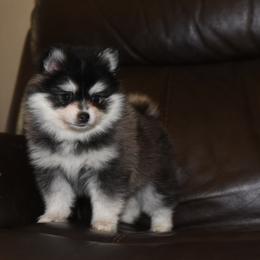 Aria - Black and white female Pomsky puppy in Coos Bay, Oregon from Ocean View Pomskies