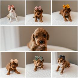 Cockapoo puppies from The Perks of Pups