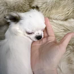 Girl 1 - Black and white female Chihuahua puppy in Laurel, Mississippi from Home of Tiny Chihuahuas