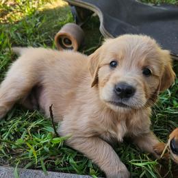 Cheddar - Golden male Golden Retriever puppy in Dayton, Minnesota from Akoya Kennels