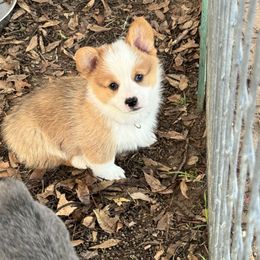 Lena - Red female Pembroke Welsh Corgi puppy in Millsap, Texas from Punchy Pembroke Ranch