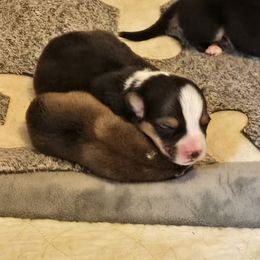 Pembroke Welsh Corgi puppies from Optimistic Corgis