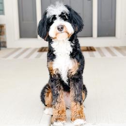 Prim - Bernedoodle