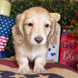 Reese's - Cream female Dachshund puppy in Perryville, Maryland from Heavenly Heritage Dachshunds and Doods
