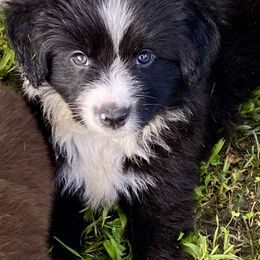 Lu - Black & white female Miniature Australian Shepherd puppy in Gatesville, Texas from Southern Promise Aussie’s