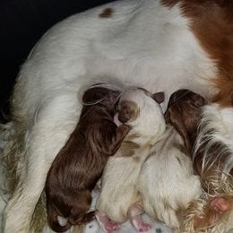 Cavalier King Charles Spaniel Puppies from Cavaliers of the County Macon