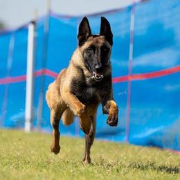 Belgian Malinois All Grown Up from Mally’s Malinois