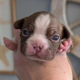 Boston Terrier Puppies from All American Boston Terriers