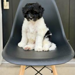 Yoshi- green collar male - Tri-color male Bernedoodle puppy in Salt Lake County, Utah from Coco Avenue Pups