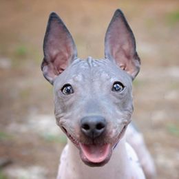 Champion Godiva  - American Hairless Terrier
