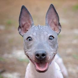 Champion Godiva  - American Hairless Terrier