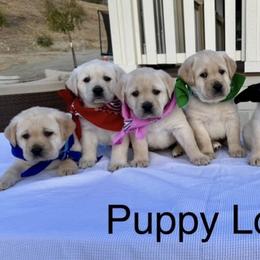 Labrador Retrievers from Country Grace