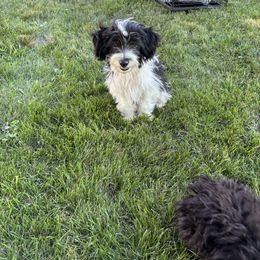 Aussiedoodle, Miniature Australian Shepherd, Poodle, and Toy Australian Shepherd Puppies from Mowry Creek Mini Aussiedoodles and More