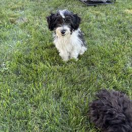 Aussiedoodle, Miniature Australian Shepherd, Poodle, and Toy Australian Shepherd Puppies from Mowry Creek Mini Aussiedoodles and More