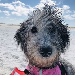 Berry - Goldendoodle