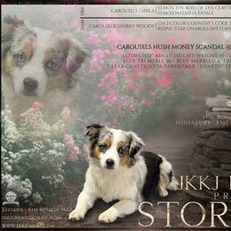 Stormy - Toy Australian Shepherd