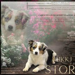 Stormy - Toy Australian Shepherd