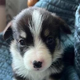 Pretty Bold Boy - Black and tan male Pembroke Welsh Corgi puppy in Blaine, Tennessee from Rose Brier Pembroke Welsh Corgis
