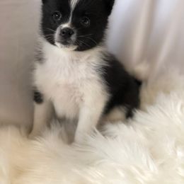 Pomsky Puppies from Midnight Sun Pomskies