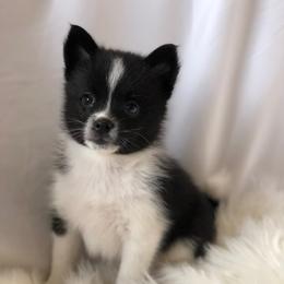 Pomsky Puppies from Midnight Sun Pomskies