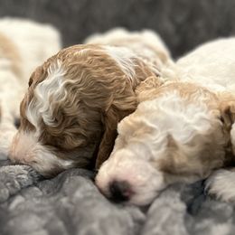 Poodle Puppies from Poodles of New England