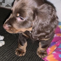 Dachshund Puppies from Tiny Dancer Dachshunds