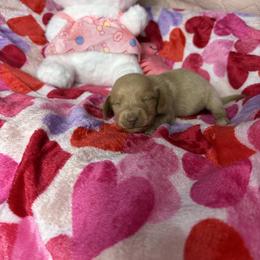 Maddie - Cream female Dachshund puppy in Lake City, Florida from My Ditzy Doxies of Florida