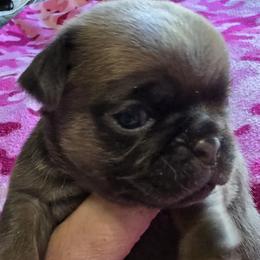 Pug Puppies from Royal House of Pugs